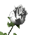 animated gifs