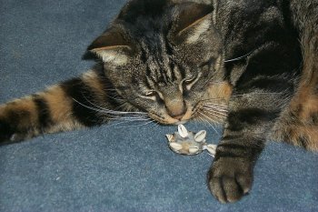 Aldo gioca con la sua amichetta Gertrude,una dotta tartaruga con gli occhiali!