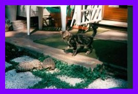 Aldino,da piccolo, nel suo giardinetto