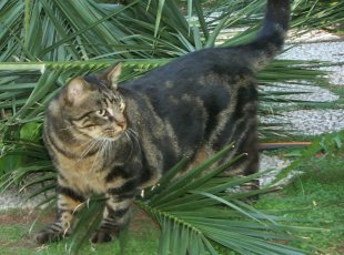 Aldo nel suo giardino