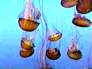 Jellies at the Aquarium