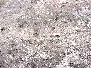 Ks082.JPG (28883 bytes)
