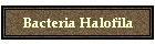 Bacteria Halofila