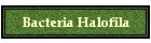 Bacteria Halofila
