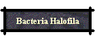 Bacteria Halofila