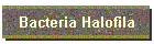 Bacteria Halofila