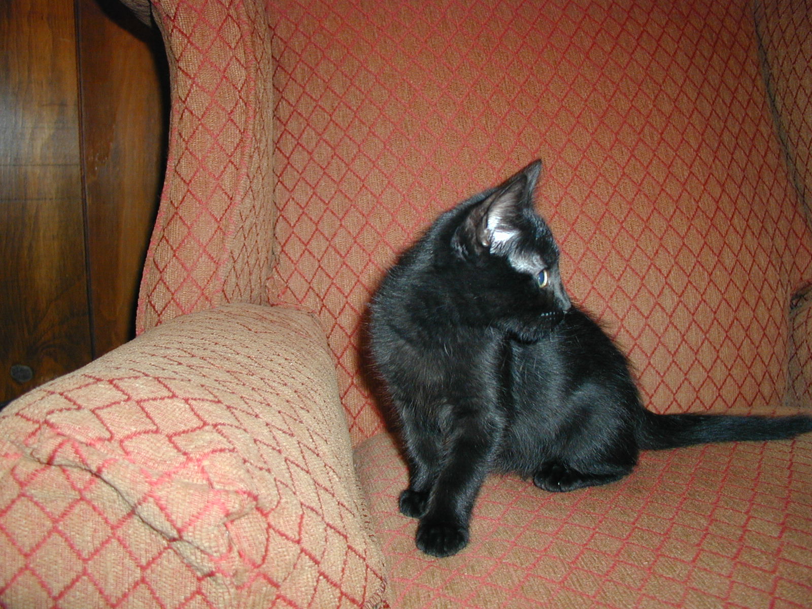 Picture of a Pet!
