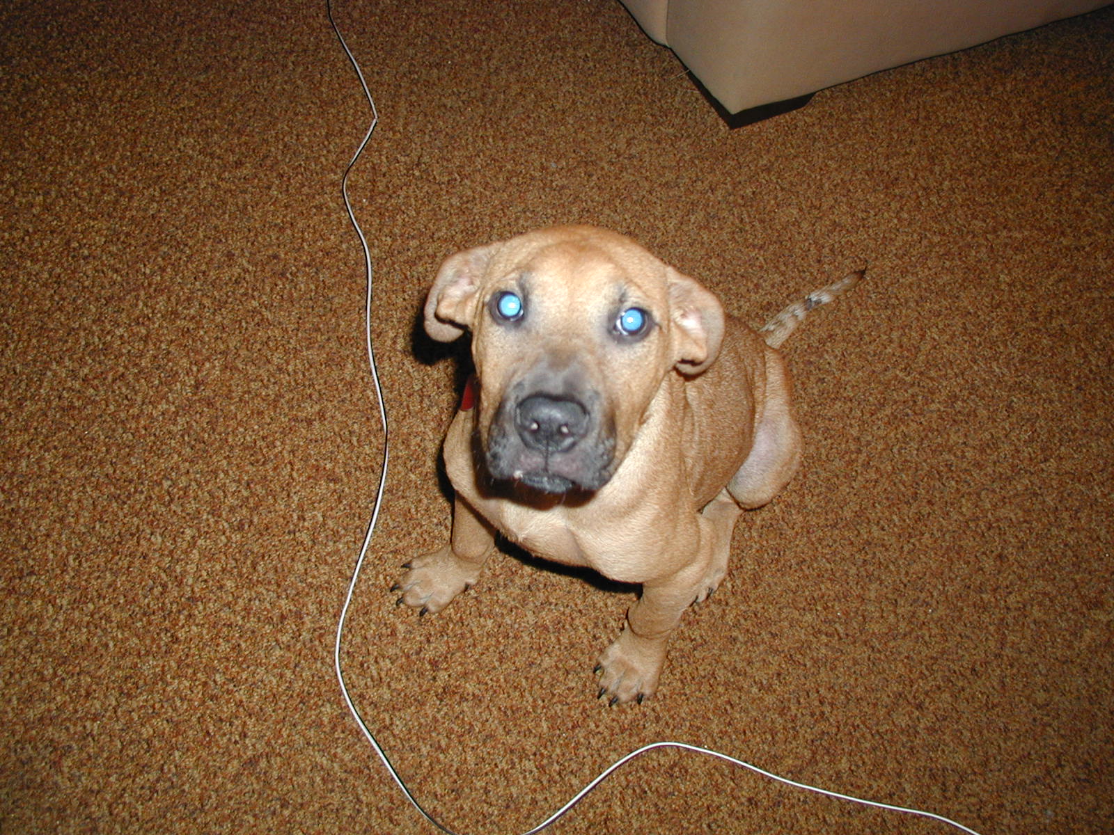 Picture of a Pet!