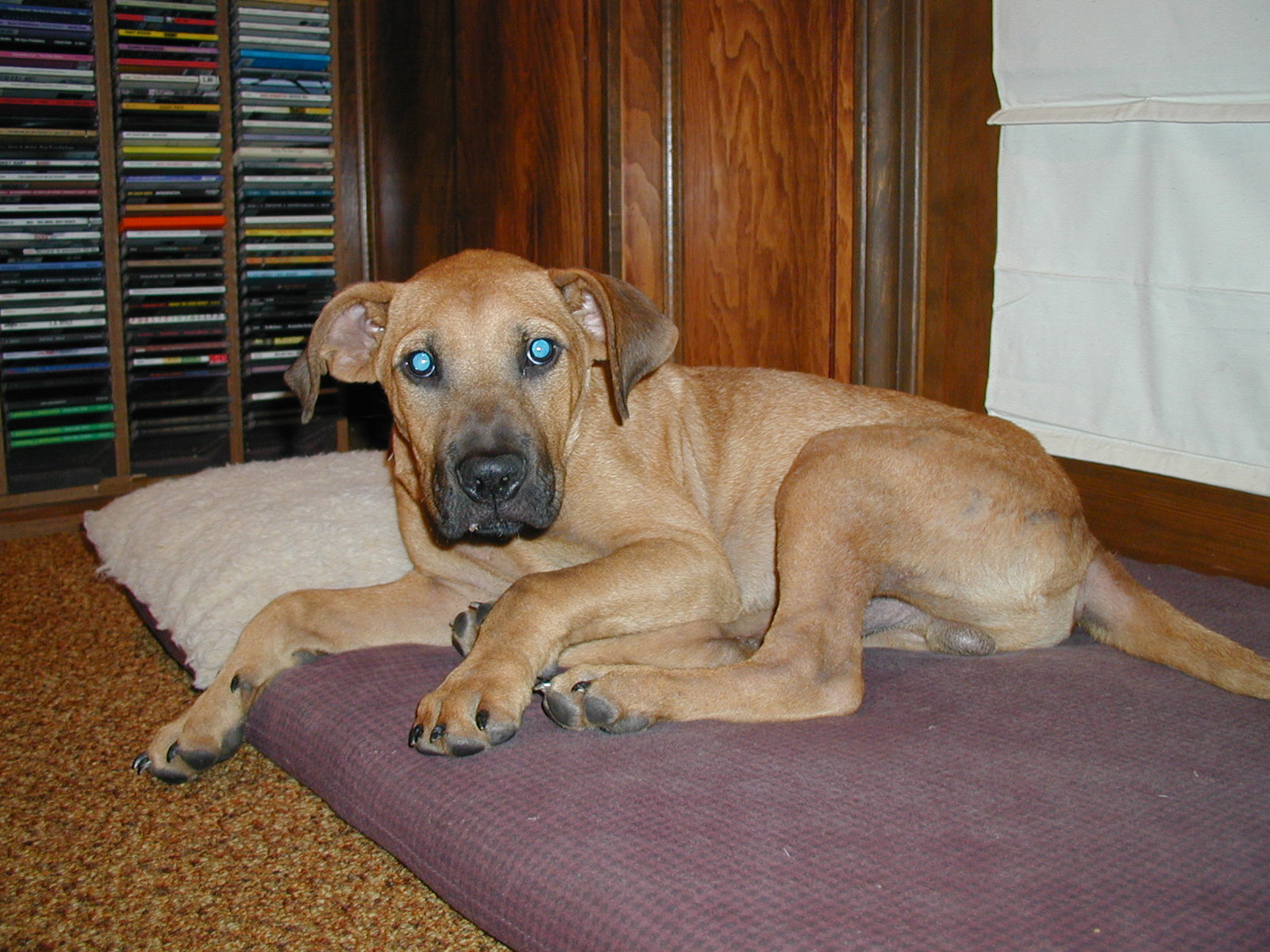 Picture of a Pet!