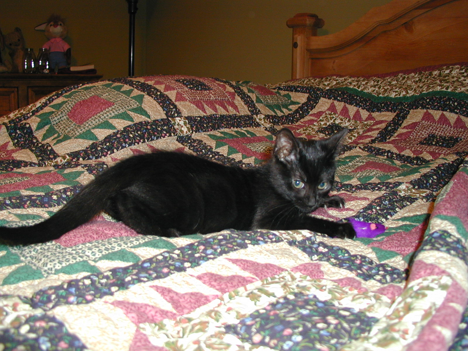 Picture of a Pet!