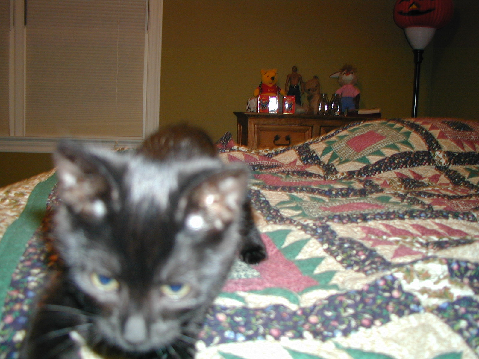 Picture of a Pet!