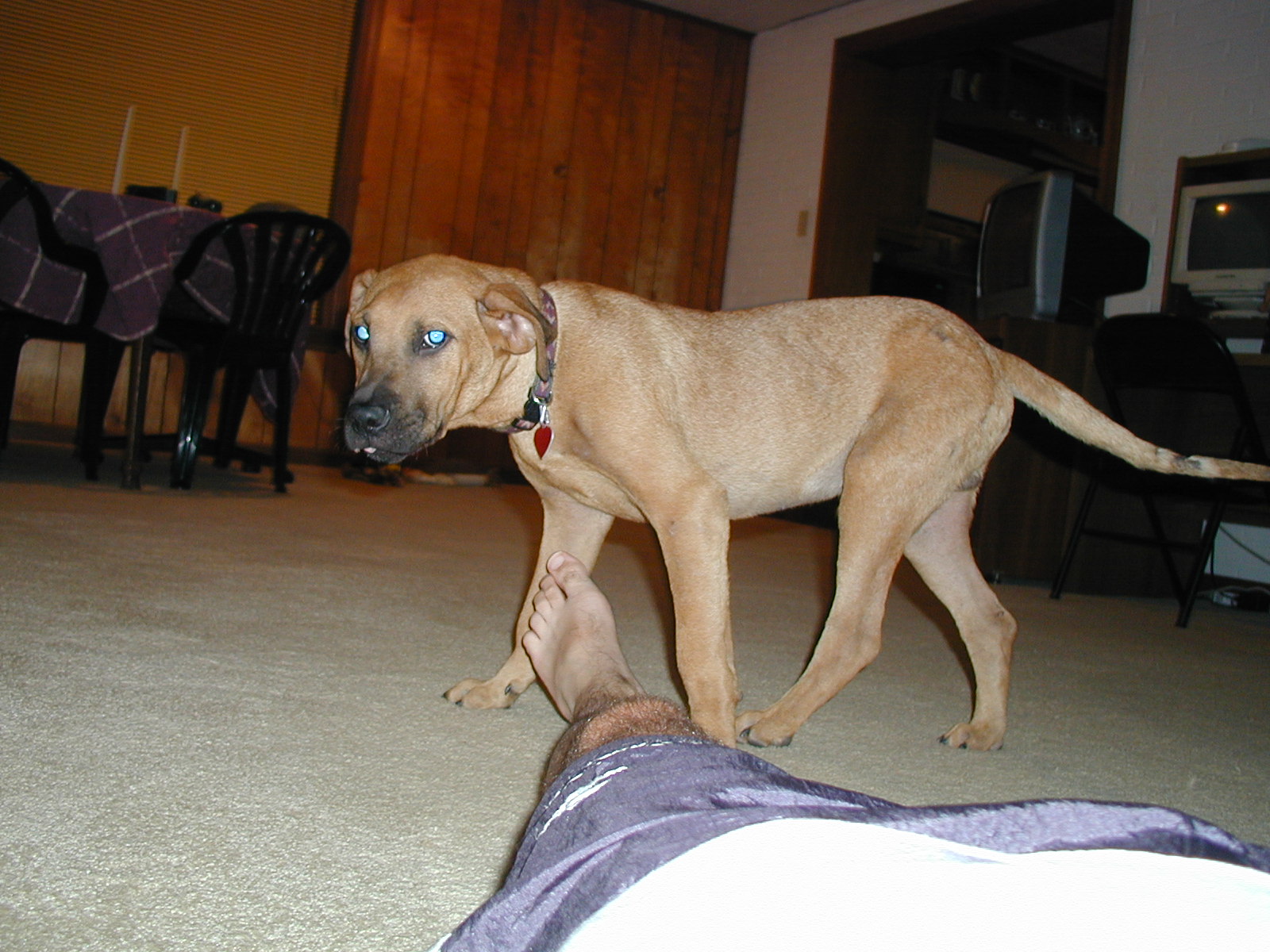 Picture of a Pet!