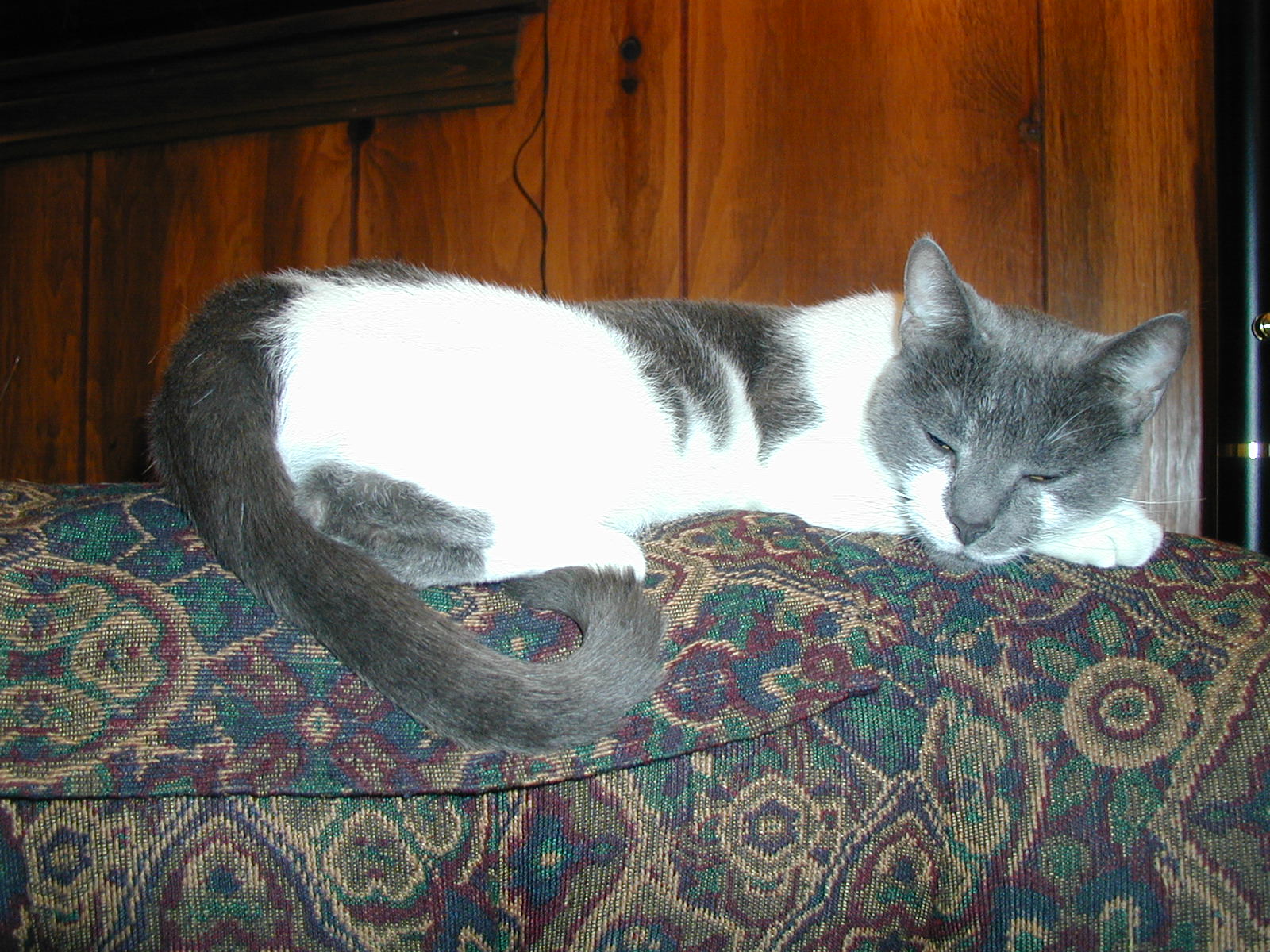 Picture of a Pet!