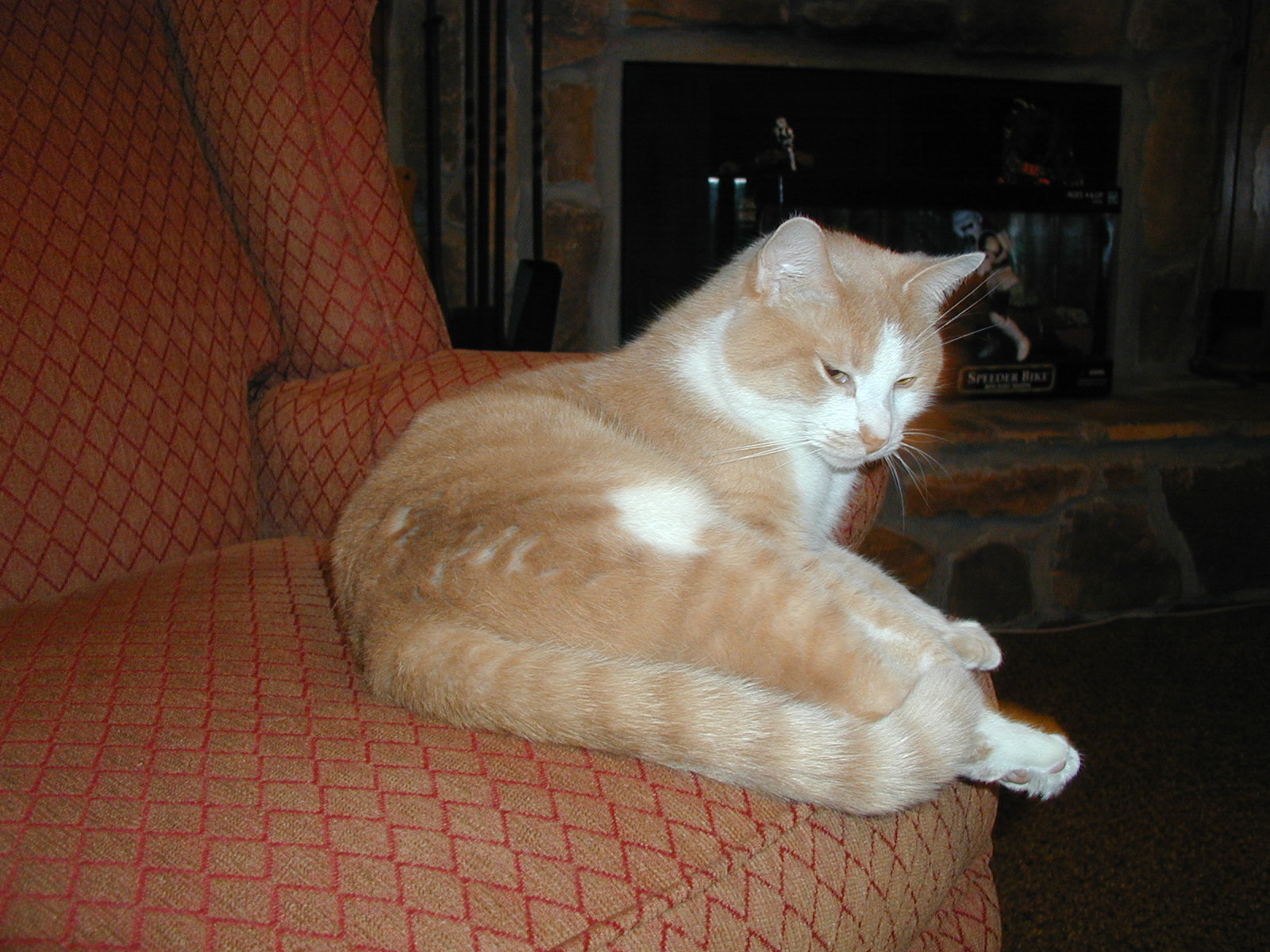 Picture of a Pet!