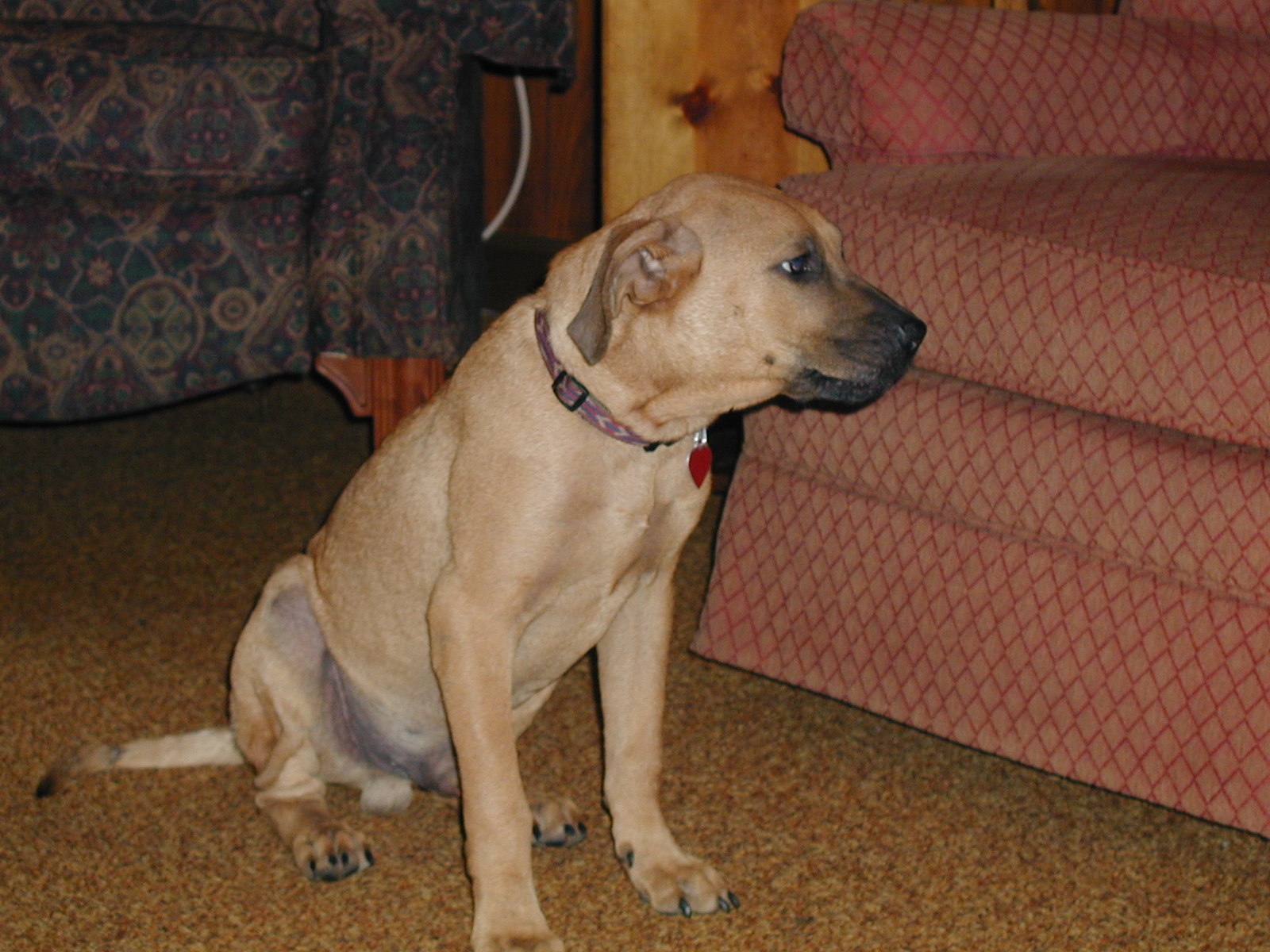Picture of a Pet!