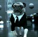 Frank the Pug