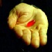 Red Pill