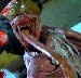 Licker