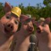 3 Little Pigs