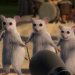 3 Blind Mice