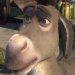Donkey
