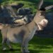 Donkey