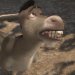 Donkey