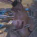 Donkey