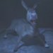 Donkey