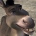 Donkey
