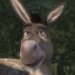 Donkey