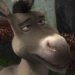 Donkey