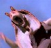 Jar Jar Binks