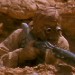 Tuskin Raider