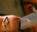Wolverine's Claws