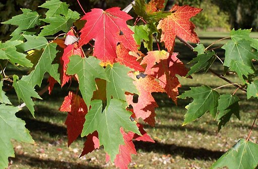 red maple. &copy; jdd 2004