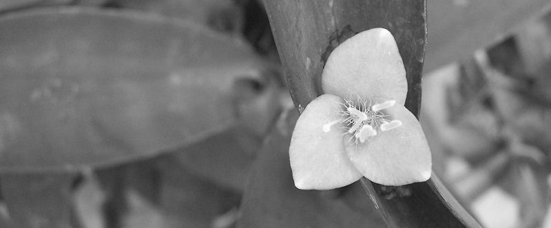fresh. &copy; j.d.downing 2005
