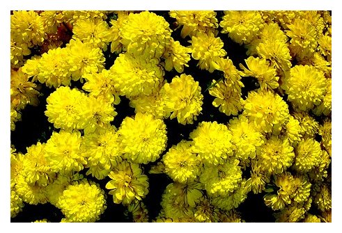yellow bunches &copy; 2006