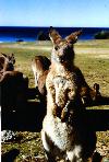 kangaroo