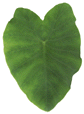 Ti Leaf