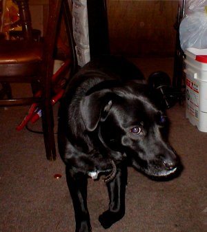 Puppy