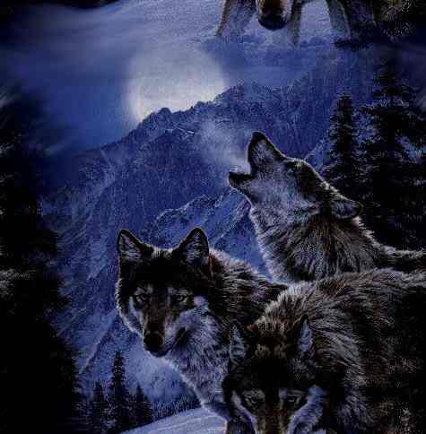 THREE WOLVES