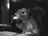 Guinness_squirrel1.jpg (131289 bytes)