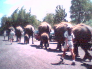 Elephants on their way to the lake for a daily bath