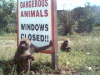 monkey by "Dangerous Animals" sign