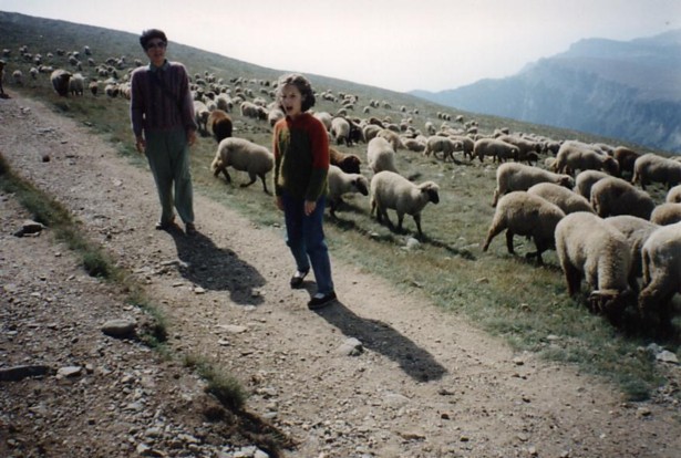Sheep