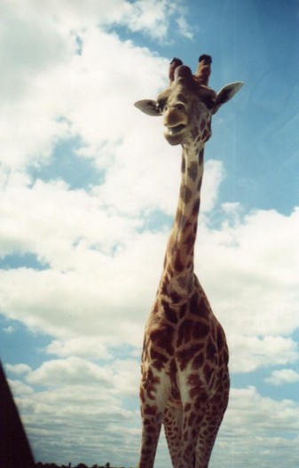 giraffe