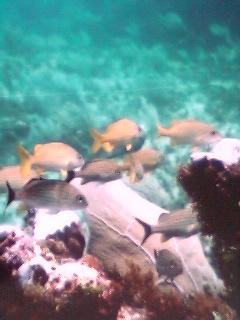 tropical fish