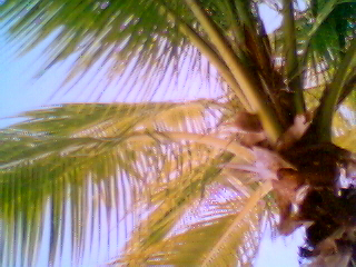 palm tree