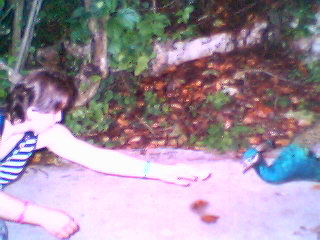 me and peacock